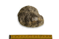 F 02265
<br/>
<br/>
<em></em>